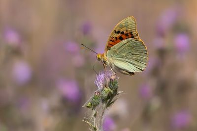KARDINAALSMANTEL - Argynnis pandora - CARDINAL