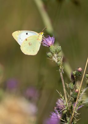 ZUIDELIJKE LUZERNEVLINDER - Colias alfacariensis - BERGER'S CLOUDED YELLOW