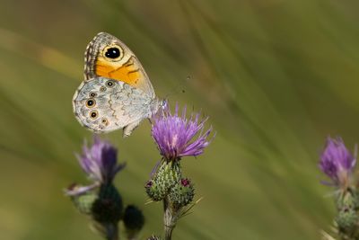 ROTSVLINDER - Lasiommata maera - LARGE WALL BROWN