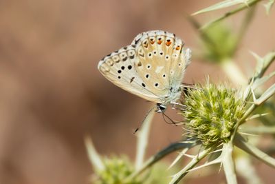 KWARTSBLAUWTJE - Lysandra albicans - SPANISH CHALKHILL BLUE