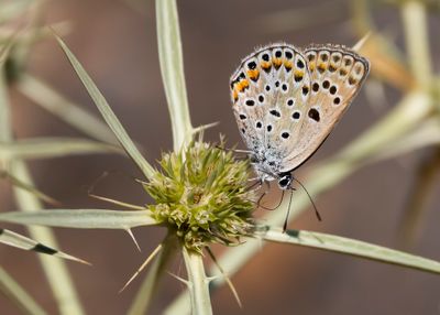 GROOT TRAGANTBLAUWTJE - Polyommatus escheri - ESCHER'S BLUE