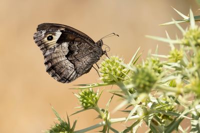 KLEINE BOSWACHTER - Hipparchia hermione - ROCK GRAYLING