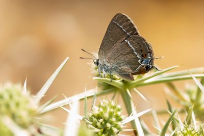 WEGEDOORNPAGE - Satyrium spini - BLUE-SPOT HEARSTREAK