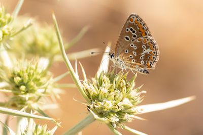 MOORS BRUIN BLAUWTJE - Aricia cxramera - SOUTHERN BROWN ARGUS