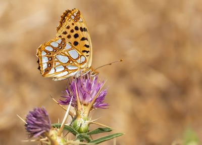 KLEINE PARELMOERVLINDER - Issoria lathonia - QUEEN-OF-SPAIN FRITILLARY