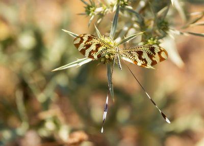 IBERISCHE WIMPELSTAART - Nemoptera bipennis - IBERIAN SPOONWING