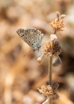 KWARTSBLAUWTJE - Lysandra albicans - SPANISH CHALKHILL BLUE