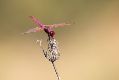 PURPERLIBEL - Trithemis annulata - VIOLET DROPWING