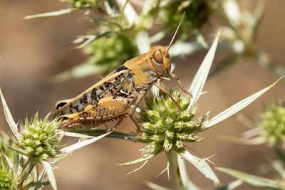 BARBARIJSE ROSEVLEUGEL - Calliptamus barbarus -