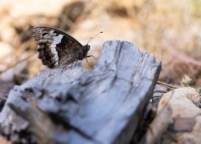KLEINE BOSWACHTER - Hipparchia hermione - ROCK GRAYLING