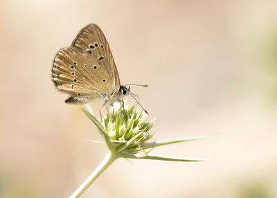SPAANS ESPARCETTEBLAUWTJE - Polyommatus fabressei - OBERTHÜR'S ANOMALOUS BLUE