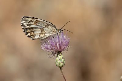 SPAANS DAMBORDJE - Melanargia lachesis - IBERIAN MARBLED WHITE