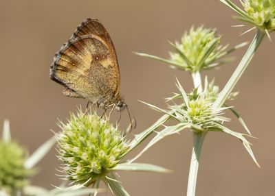 ORANJE ZANDOOGJE - Pyronia tithonus - GATEKEEPER