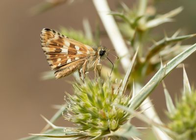 ROOD SPIKKELDIKKOPJE - Pyrgus cirsii - CINQEUFOIL SKIPPER