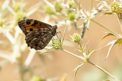 HEIVLINDER - Hipparchia semele - GRAYLING