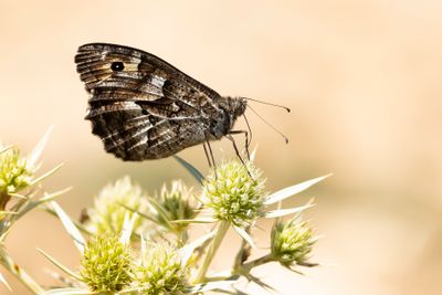 HEIVLINDER - Hipparchia semele - GRAYLING