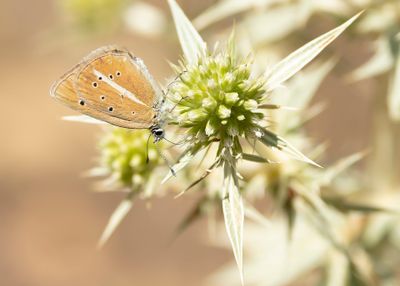 WITSTREEPBLAUWTJE - Polyommatus damon - DAMON BLUE