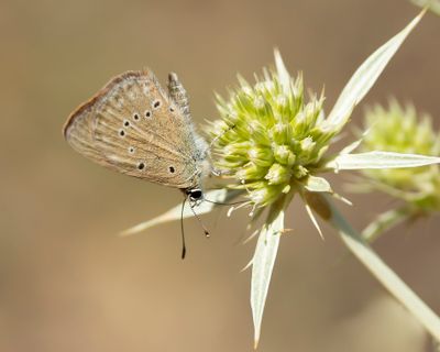 SPAANS ESPARCETTEBLAUWTJE - Polyommatus fabressei - OBERTHÜR'S ANOMALOUS BLUE