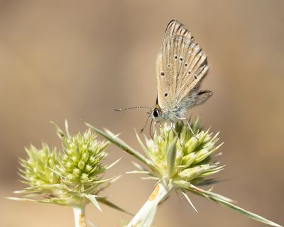 SPAANS ESPARCETTEBLAUWTJE - Polyommatus fabressei - OBERTHÜR'S ANOMALOUS BLUE