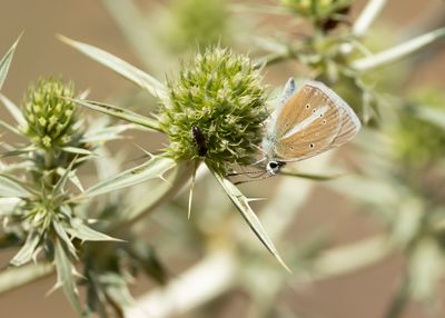 WITSTREEPBLAUWTJE - Polyommatus damon - DAMON BLUE