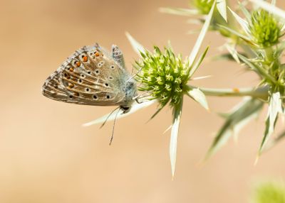 ADONISBLAUWTJE - Lysandra bellargus - ADONIS BLUE