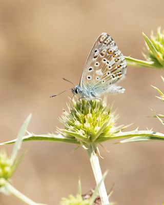 SPAANS BLEEK BLAUWTJE - Lysandra caelestissima - AZUR CHALKHILL BLUE