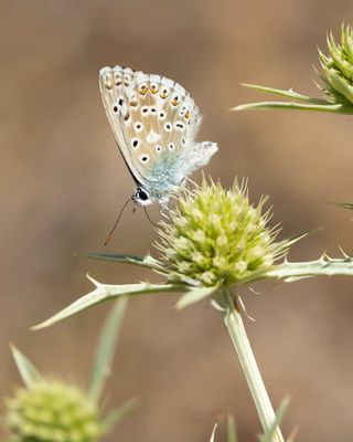 SPAANS BLEEK BLAUWTJE - Lysandra caelestissima - AZUR CHALKHILL BLUE