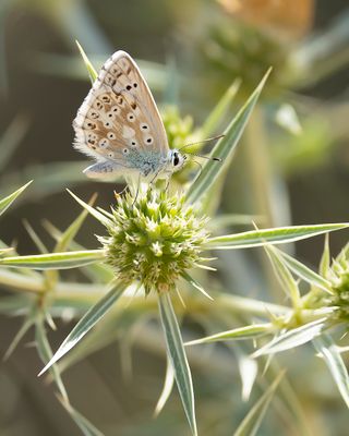 SPAANS BLEEK BLAUWTJE - Lysandra caelestissima - AZUR CHALKHILL BLUE