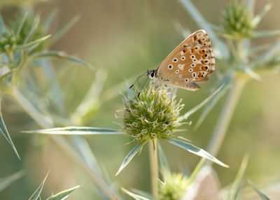 SPAANS BLEEK BLAUWTJE - Lysandra caelestissima - AZUR CHALKHILL BLUE
