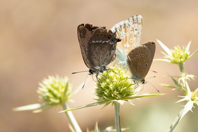 WEGEDOORNPAGE - Satyrium spini - BLUE-SPOT HEARSTREAK