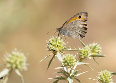 GRAUW ZANDOOGJE - Hyponephele lycaon - DUSKY MEADOW BROWN