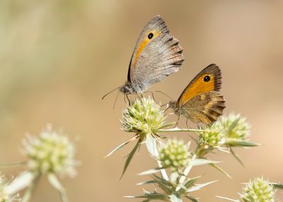 GRAUW ZANDOOGJE - Hyponephele lycaon - DUSKY MEADOW BROWN