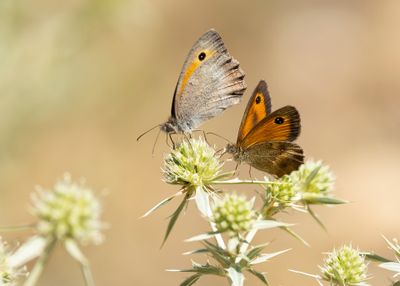 ORANJE ZANDOOGJE - Pyronia tithonus - GATEKEEPER