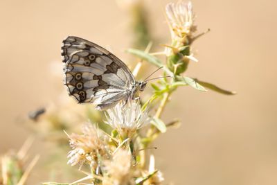 DAMBORDJE - Melanargia galathea - MARBLED WHITE
