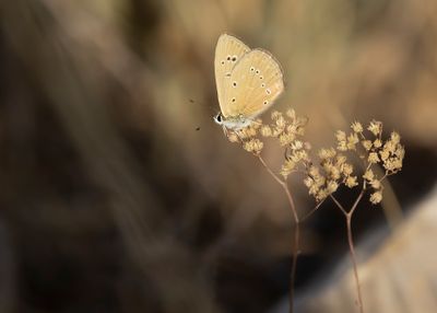 SPAANS ESPARCETTEBLAUWTJE - Polyommatus fabressei - OBERTHÜR'S ANOMALOUS BLUE