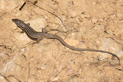 GROTE ZANDLOPER - Psammodromus algirus - LARGE SPAMMODROMUS