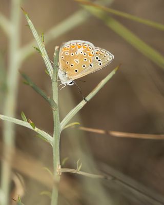 ICARUSBLAUWTJE - Polyommatus icarus - COMMON BLUE