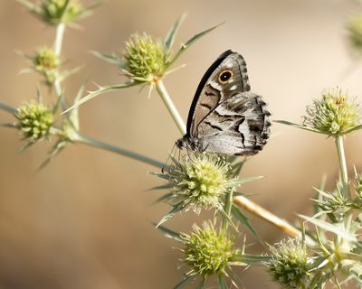 GESTREEPTE HEIVLINDER - Hipparchia fidia - STRIPED GRAYLING