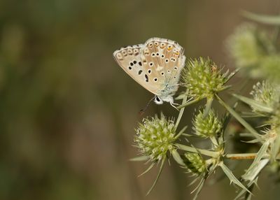 SPAANS BLEEK BLAUWTJE - Lysandra caelestissima - AZUR CHALKHILL BLUE