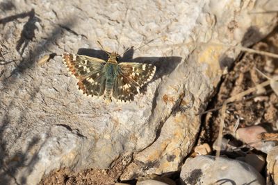 KLEIN BRANDKRUIDDIKKOPJE - Muschampia proto - SAGE SKIPPER