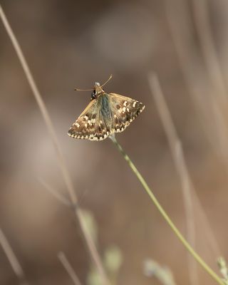 KLEIN BRANDKRUIDDIKKOPJE - Muschampia proto - SAGE SKIPPER