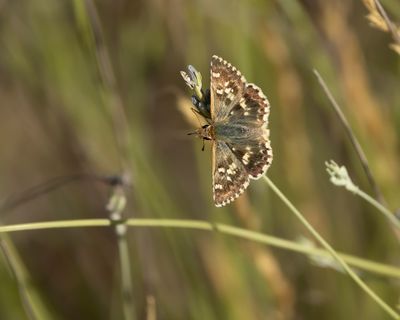 KLEIN BRANDKRUIDDIKKOPJE - Muschampia proto - SAGE SKIPPER