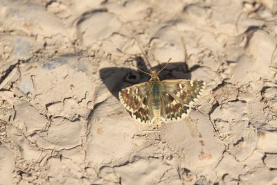 KLEIN BRANDKRUIDDIKKOPJE - Muschampia proto - SAGE SKIPPER