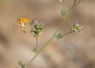 BLEEK HOOIBEESTJE - Coenonympha dorus - DUSKY HEATH