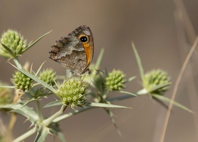ZUIDELIJK ORANJE ZANDOOGJE - Pyronia cecilia - SOUTHERN GATEKEEPER