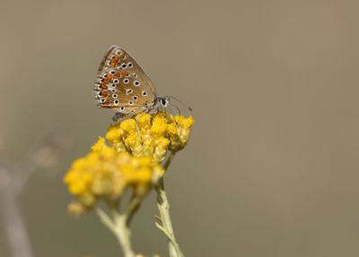 ICARUSBLAUWTJE - Polyommatus icarus - COMMON BLUE