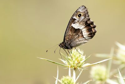 KLEINE BOSWACHTER - Hipparchia hermione - ROCK GRAYLING