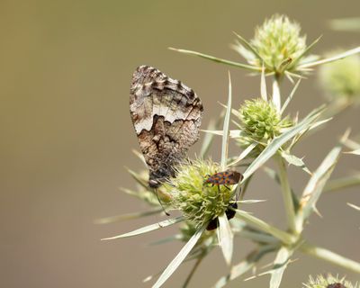 HEIVLINDER - Hipparchia semele - GRAYLING