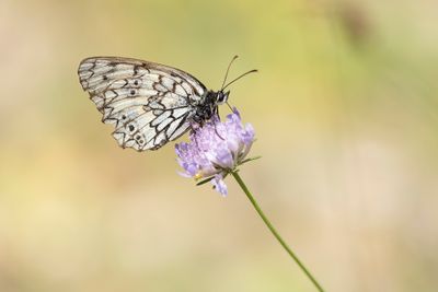 ZUIDELIJK DAMBORDJE - Melanargia russiae - ESPER'S MARBLED WHITE