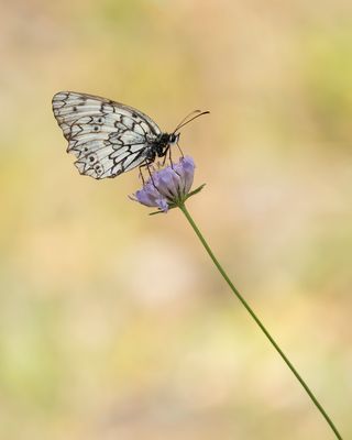 ZUIDELIJK DAMBORDJE - Melanargia russiae - ESPER'S MARBLED WHITE